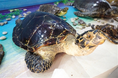 漫漫“龟”途，他们一路陪伴，海师大龟鳖研究与保护中心坚守生态保护26年