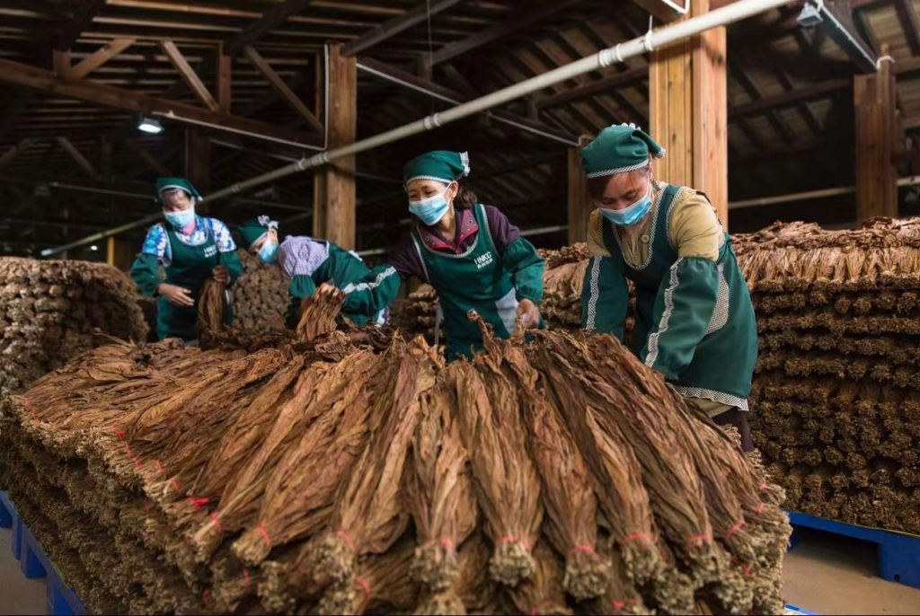 儋州雪茄这十年｜十年茄约，奏响儋州农旅融合新乐章