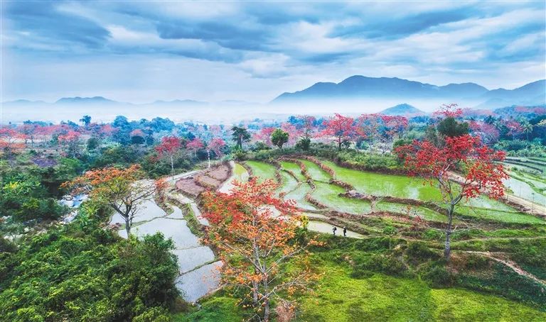 海南有盛景 春赏木棉红