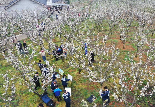 上饶广丰：千亩梨花醉八方游客