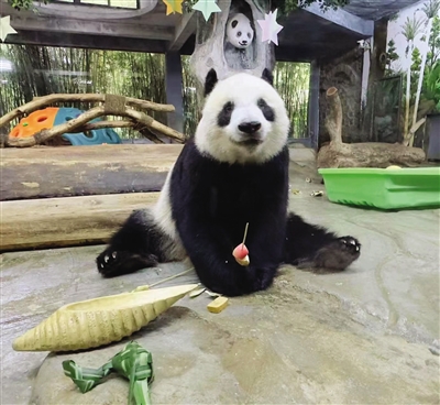 大熊猫的“奶爸”“奶妈”不好当！