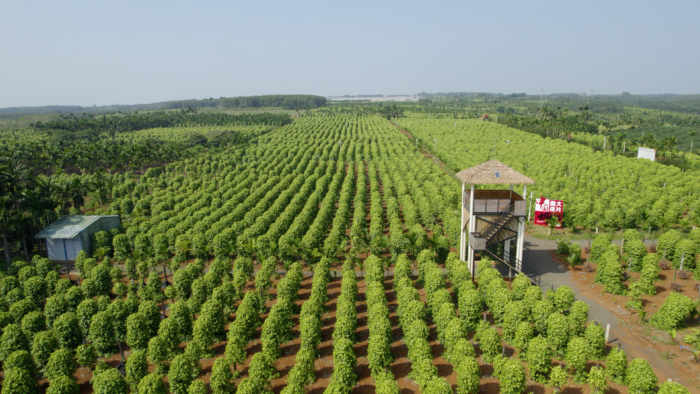 海南胡椒价格持续走高 中国搜了集团以新质生产力引领产业发展